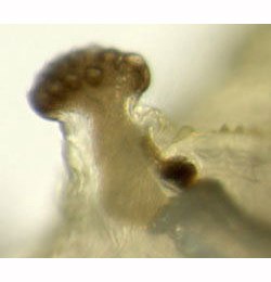 Agromyza phragmitidis larva,  anterior spiracle,  lateral
