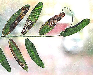 Mines of Agromyza vicifoliae on Vicia. Image: © Rob Edmunds (British leafminers)