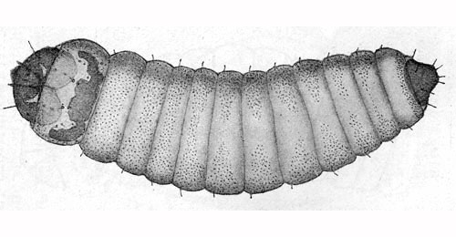 Cedestis gysseleniella larva,  dorsal (from Trägårdh (1911a)