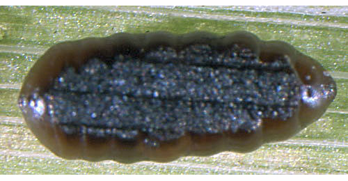 Cerodontha angulata 