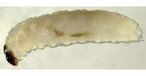 Ceutorhynchus minutus larva,  dorsal