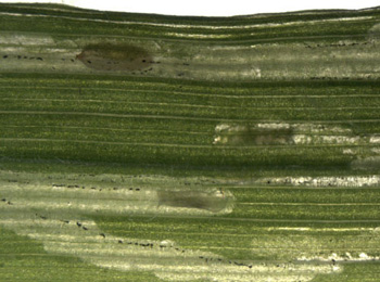 Mine of Chromatomyia milii on Holcus lanatus. Image: © Willem Ellis (Source: Bladmineerders en plantengallen van Europa)