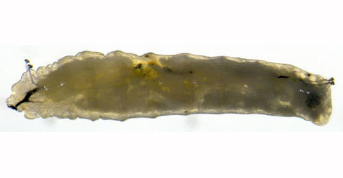 Chromatomyia nigra larva,  lateral