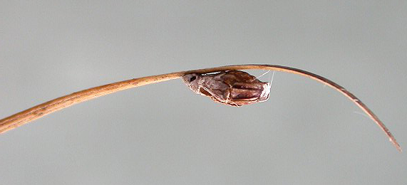 Case of Coleophora adjunctella on Juncus Image: © Rob Edmunds (British leafminers)