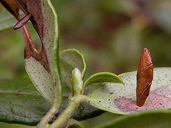 Case of Coleophora glitzella on Vaccinium vitis-idaea Image: © Duncan Williams (British leafminers)