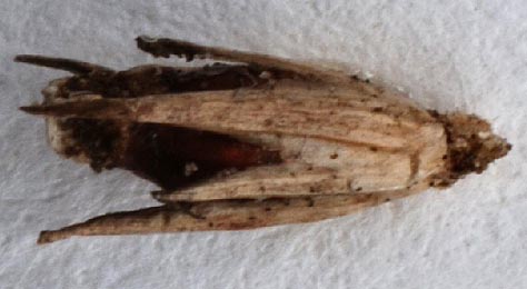 Case of Coleophora lassella Images: Ian Thirlwell (British leafminers)