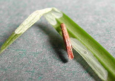 Case and mine of Coleophora lithargyrinella on Stellaria holostea Image: © Rob Edmunds (British leafminers)