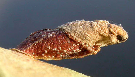 Case of Coleophora orbitella on Betula pendula