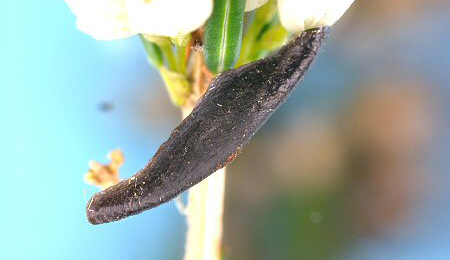 Case of Coleophora pyrrhulipennella Image: © Martin Honey (British leafminers)