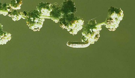 Case of Coleophora saxicolella Image: © David Manning (British leafminers) 