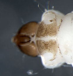 Coptotriche heinemanni larva,  dorsal