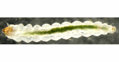 Ectoedemia albifasciella larva,  dorsal