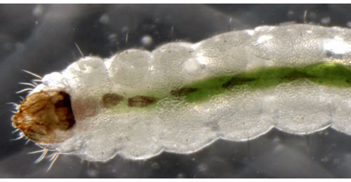 Ectoedemia rubivora larva,  ventral