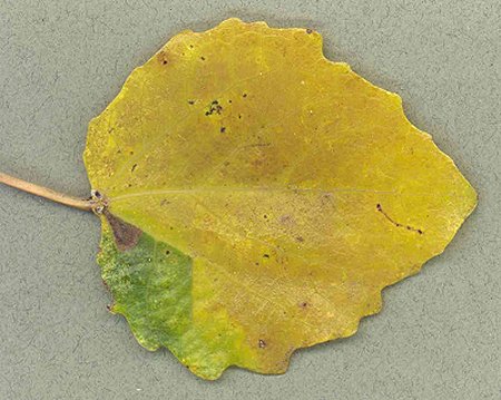 Mine of Ectoedemia turbidella on Populus canescens Image: © David Manning (British leafminers)