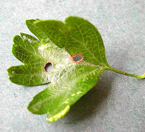 Mines of Incurvaria masculella Image: © Rob Edmunds (British leafminers)