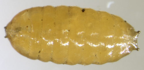 Liriomyza cicerina puparium,  dorsal