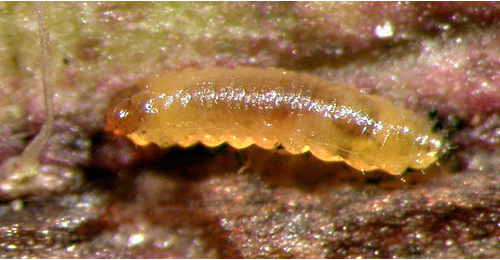 Orthochaetes setiger larva,  dorsal