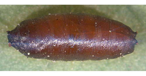 Pegomya laticornis puparium
