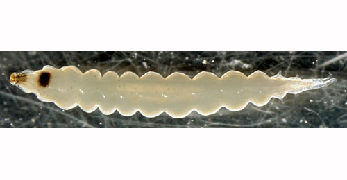 Phyllocnistis unipunctella larva,  dorsal