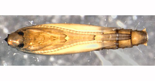 Phyllocnistis xenia ventral
