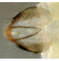 Phyllonorycter strigulatella larva,  dorsal
