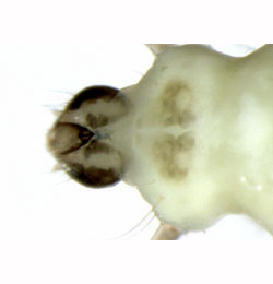 Phyllonorycter tristrigella larva,  dorsal