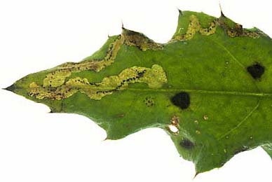 Mine of Phytomyza cirsii on Cirsium arvense. Image: © Willem Ellis (Source: Bladmineerders en plantengallen van Europa)