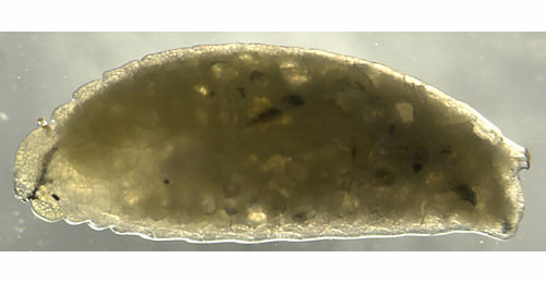 Phytomyza cirsii larva,  lateral