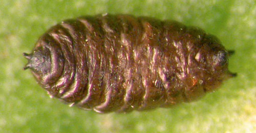 Phytomyza sedicola puparium