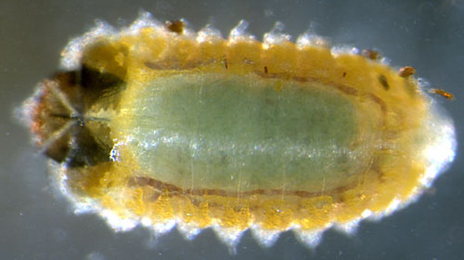 Rhamphus oxyacanthae larva,  dorsal