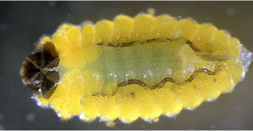 Rhamphus pulicarius larva,  dorsal