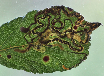 Mine of Stigmella aurella on Rubus sp.