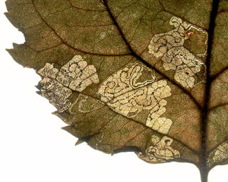 Mine of Stigmella desperatella on Malus sylvestris Image: © Willem Ellis (Bladmineerders en plantengallen van Europa)