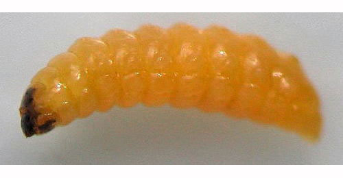 Tachyerges salicis larva,  dorsal