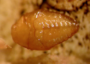 Trachys scrobiculatus pupa,  dorsal