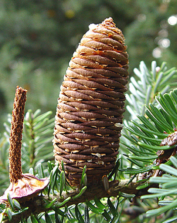 European Silver-fir - Abies alba. Image: Linda Pitkin