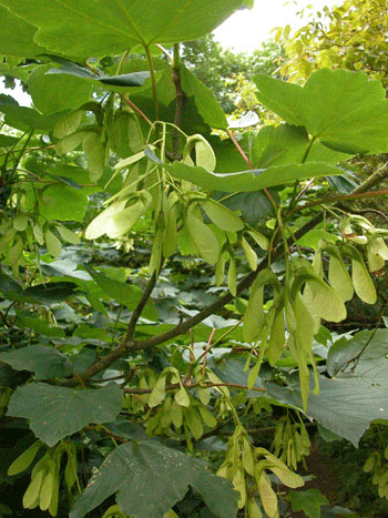 Sycamore - Acer pseudoplatanus.  Image: Brian Pitkin