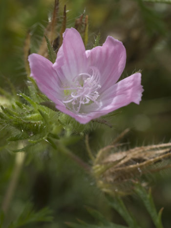 Corncockle - Agrostemma githago. Image: Linda Pitkin