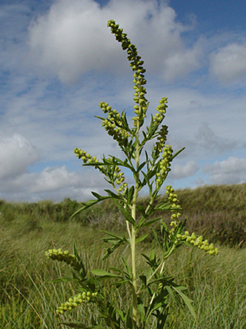 Perennial Ragweed - Ambrosia psilostachya. Image: John Somerville