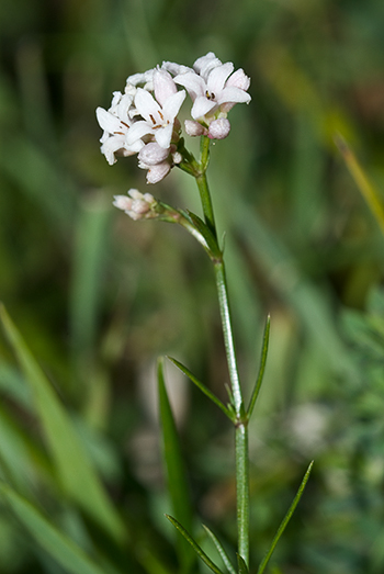 Squinancywort - Asperula cynanchica. Image: Linda Pitkin