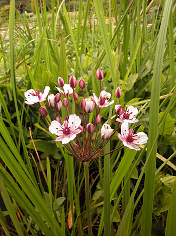 Flowering-rush - Butomus umbellatus.  Image: Brian Pitkin