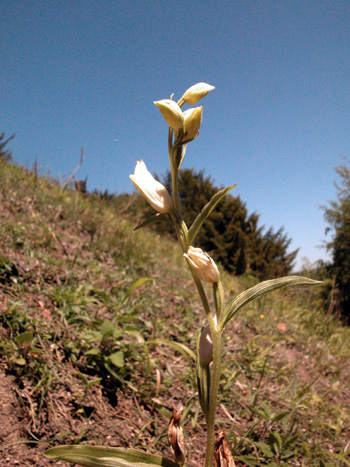 White Helleborine - Cephalanthera damosonium.  Image: Brian Pitkin
