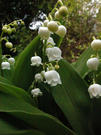 Lily-of-the-valley - Convallaria majalis.  Image: Brian Pitkin