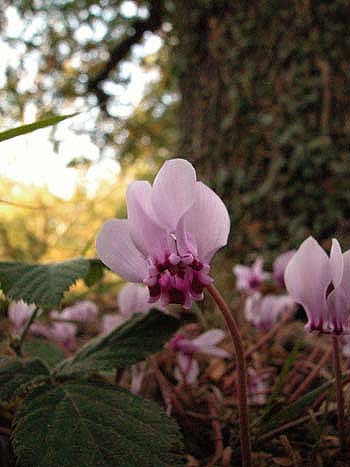 Sowbread - Cyclamen hederifolium.  Image: Brian Pitkin