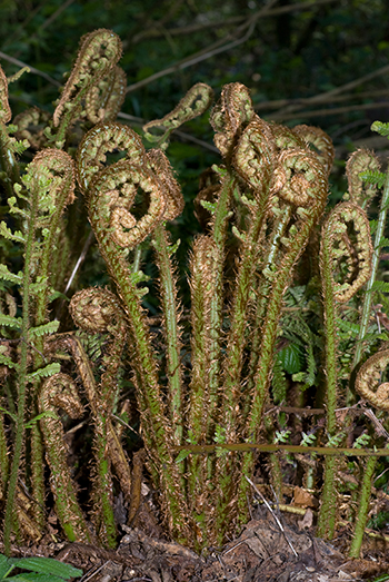 Scaly Male-fern (Golden-scaled Male Fern) - Dryopteris affinis. Image: Linda Pitkin