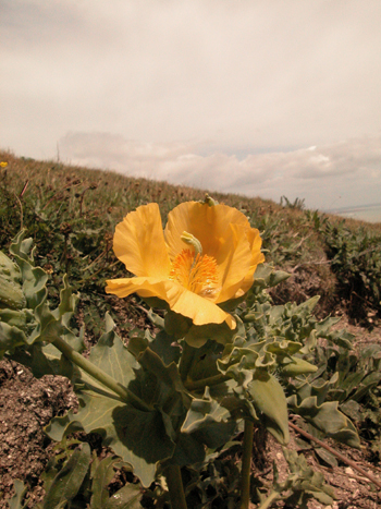 Yellow Horned-poppy - Glaucium flavum.  Image: Brian Pitkin