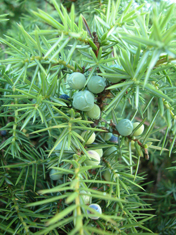 Juniper - Juniperus communis.  Image: Brian Pitkin