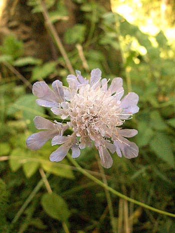 Field scabious - Knautia arvensis.  Image: Brian Pitkin