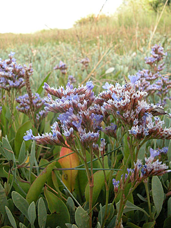 Common Sea-lavender - Limonium vulgare.  Image: Brian Pitkin