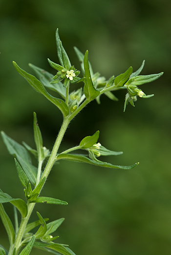 Common Gromwell - Lithospermum officinale. Image: Linda Pitkin